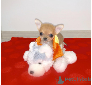 Foto №3. Chihuahua -Welpen zur Adoption. Deutschland