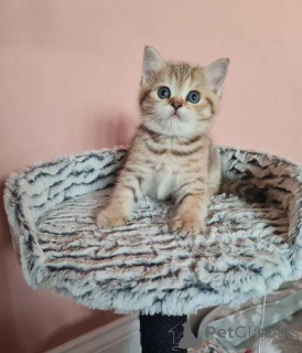 Foto №2 zu Ankündigung № 172847 zu verkaufen schottische faltohrkatze - einkaufen Dänemark quotient 	ankündigung