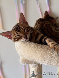 Foto №4. Ich werde verkaufen bengal katzenrasse in der Stadt Helsinki. quotient 	ankündigung, aus dem tierheim - preis - 550€