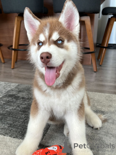 Foto №1. siberian husky - zum Verkauf in der Stadt Luxemburg | verhandelt | Ankündigung № 179015