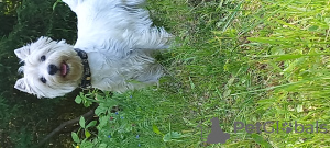 Zusätzliche Fotos: Die besten West Highland White Terrier-Welpen zu verkaufen