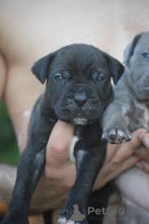 Foto №3. Cuccioli di Cane Corso im Verkauf. Italien