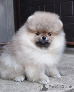 Foto №4. Ich werde verkaufen yorkshire terrier in der Stadt Helsinki. quotient 	ankündigung, züchter - preis - Frei