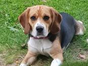 Foto №2 zu Ankündigung № 382 zu verkaufen beagle - einkaufen Deutschland quotient 	ankündigung, aus dem tierheim, züchter