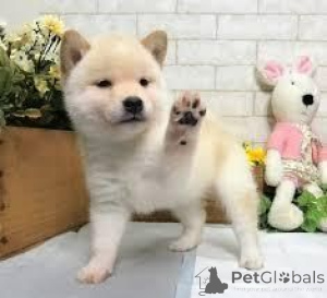 Foto №1. shiba - zum Verkauf in der Stadt Hallstat | 450€ | Ankündigung № 170137