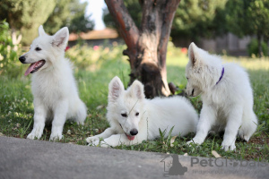 Foto №4. Ich werde verkaufen berger blanc suisse in der Stadt Calafat. quotient 	ankündigung - preis - verhandelt