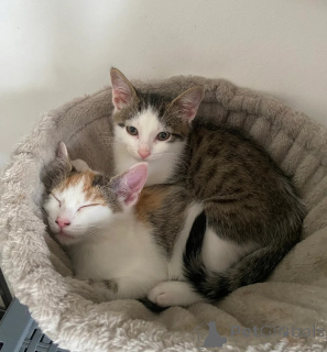 Foto №1. american shorthair - zum Verkauf in der Stadt Monheim | 350€ | Ankündigung № 177594