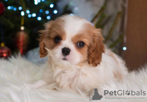 Foto №2 zu Ankündigung № 33340 zu verkaufen cavalier king charles spaniel - einkaufen Deutschland quotient 	ankündigung, züchter