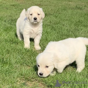 Foto №1. golden retriever - zum Verkauf in der Stadt Подгорица | verhandelt | Ankündigung № 124329