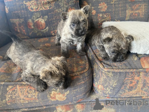 Foto №1. cairn terrier - zum Verkauf in der Stadt Gottskär | verhandelt | Ankündigung № 169706