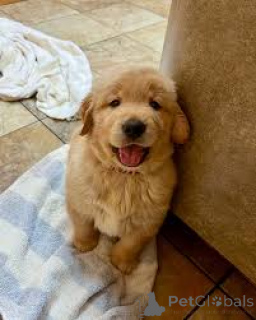 Foto №4. Ich werde verkaufen golden retriever in der Stadt Wien. quotient 	ankündigung, züchter - preis - 1000€