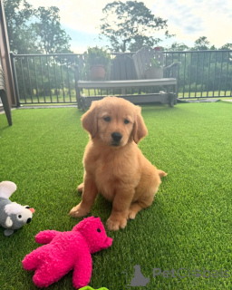 Foto №1. golden retriever - zum Verkauf in der Stadt Brüssel | verhandelt | Ankündigung № 155486