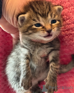 Foto №3. Bengalen. Deutschland