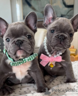Foto №1. französische bulldogge - zum Verkauf in der Stadt Warschau | verhandelt | Ankündigung № 139015