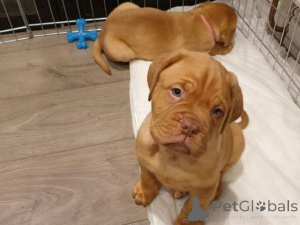 Foto №1. dogue de bordeaux - zum Verkauf in der Stadt Allensbach | 350€ | Ankündigung № 171422