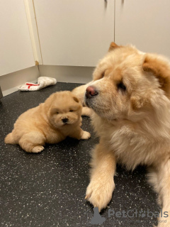 Foto №1. chow-chow - zum Verkauf in der Stadt Sydney | 425€ | Ankündigung № 131252