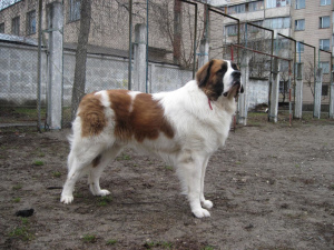 Foto №3. Wir suchen den besten Kandidaten für den Moskauer Wachhund. Der Preis ist nicht in Ukraine. Ankündigung № 542