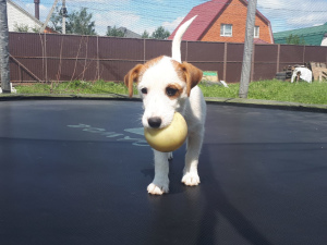 Foto №2 zu Ankündigung № 2534 zu verkaufen jack russell terrier - einkaufen Russische Föderation züchter