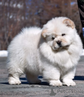 Foto №1. chow-chow - zum Verkauf in der Stadt Stockholm | verhandelt | Ankündigung № 113205