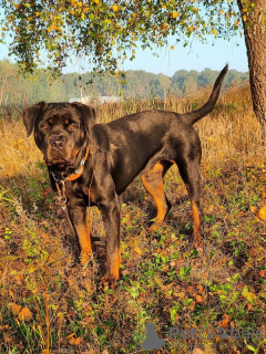 Foto №3. Rottweiler Polyn ist bereit für einen dauerhaften Aufenthalt!. Russische Föderation