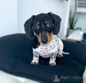 Foto №4. Ich werde verkaufen dackel in der Stadt Richmond. züchter - preis - 638€