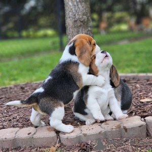 Foto №2 zu Ankündigung № 128466 zu verkaufen beagle - einkaufen Deutschland quotient 	ankündigung