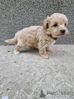 Foto №3. Mini-Maltipoo. Serbien
