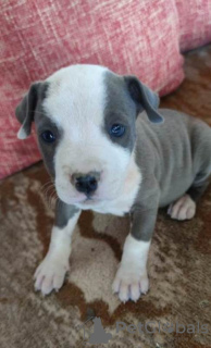 Foto №3. Blaue American Staffordshire Terrier-Welpen. Serbien