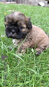 Foto №4. Ich werde verkaufen yorkshire terrier, kavapu, lhasa apso, maltipu, mops, pekingese, pudel (zwerg), pudel (royal), französische bulldogge, shih tzu in der Stadt Riga. quotient 	ankündigung, vom kindergarten, züchter - preis - 700€