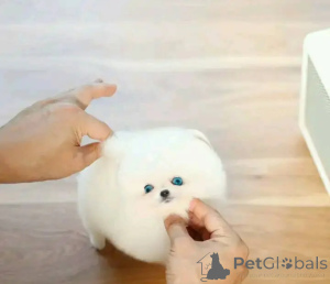 Foto №1. pommersche spitz - zum Verkauf in der Stadt Brüssel | verhandelt | Ankündigung № 162798