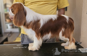Foto №4. Ich werde verkaufen cavalier king charles spaniel in der Stadt Leskovac.  - preis - Frei