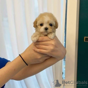 Foto №2 zu Ankündigung № 43999 zu verkaufen mischlingshund - einkaufen Deutschland züchter