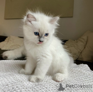 Foto №4. Ich werde verkaufen ragdoll-katze in der Stadt München. quotient 	ankündigung, züchter - preis - 255€