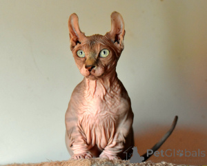 Foto №1. bambino - zum Verkauf in der Stadt Legnica | 2500€ | Ankündigung № 146284