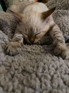 Foto №4. Ich werde verkaufen bengal katzenrasse in der Stadt Aarbergen.  - preis - Frei