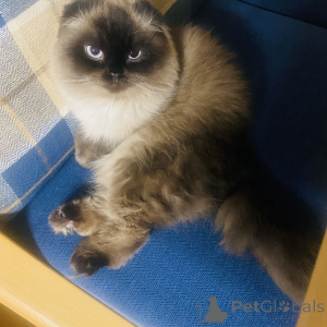 Foto №1. Paarung Service - züchten: schottische faltohrkatze. Preis - 100€
