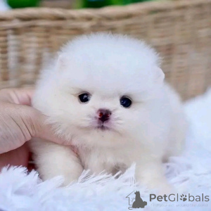 Foto №1.  - zum Verkauf in der Stadt Badajoz | verhandelt | Ankündigung № 161936