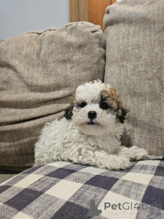 Foto №1. bichon frisé, malteser - zum Verkauf in der Stadt Villach | 500€ | Ankündigung № 144495