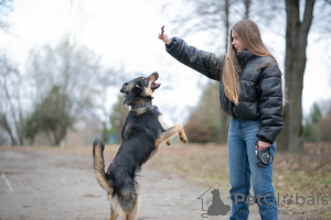 Zusätzliche Fotos: Der junge Dio möchte ein Zuhause haben