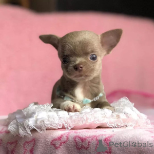 Foto №2 zu Ankündigung № 168176 zu verkaufen chihuahua - einkaufen USA züchter