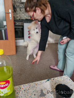 Foto №3. Samoiedu Welpen. Österreich