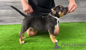 Foto №2 zu Ankündigung № 106320 zu verkaufen american bully - einkaufen Bosnien und Herzegowina züchter