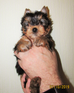 Foto №4. Ich werde verkaufen yorkshire terrier in der Stadt St. Petersburg. vom kindergarten - preis - 225€