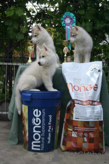 Foto №2 zu Ankündigung № 106621 zu verkaufen siberian husky - einkaufen Serbien 