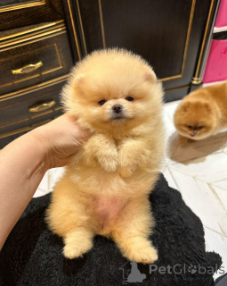 Foto №3. Pomeranische Mini spuckt jede Farbe reinrassige. Kolumbien