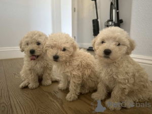 Foto №1. maltipu - zum Verkauf in der Stadt Bayerbach | 900€ | Ankündigung № 150135