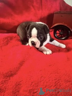 Foto №2 zu Ankündigung № 168841 zu verkaufen boston terrier - einkaufen Isle of Man züchter