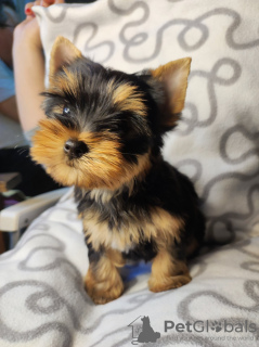 Foto №2 zu Ankündigung № 34224 zu verkaufen yorkshire terrier - einkaufen Serbien züchter