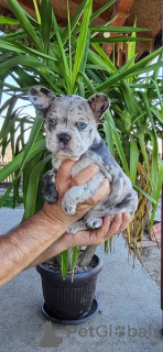 Zusätzliche Fotos: Französische Bulldoggen-Merle-Welpen