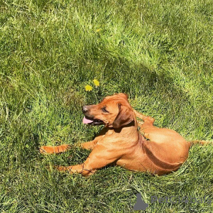 Foto №4. Ich werde verkaufen rhodesian ridgeback in der Stadt Sprimont. züchter - preis - 1650€